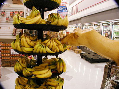 Randy likes bananas too!