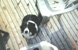 Henry, my dog