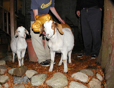                goats                