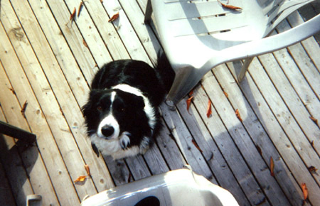 My dog Henry