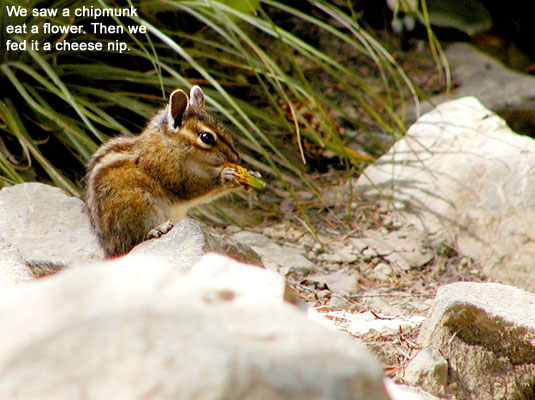 A Chipmunk.